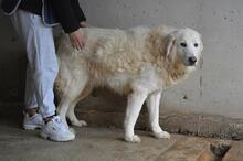 EBERT, Hund, Maremmano-Mix in Italien - Bild 8