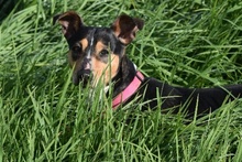 CHISPA, Hund, Bodeguero Andaluz-Mix in Spanien - Bild 1