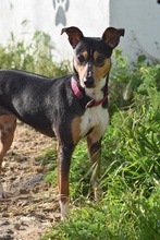 CHISPA, Hund, Bodeguero Andaluz-Mix in Spanien - Bild 2