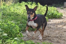 CHISPA, Hund, Bodeguero Andaluz-Mix in Spanien - Bild 3
