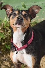 CHISPA, Hund, Bodeguero Andaluz-Mix in Spanien - Bild 4