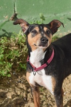 CHISPA, Hund, Bodeguero Andaluz-Mix in Spanien - Bild 5