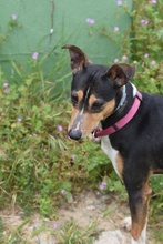 CHISPA, Hund, Bodeguero Andaluz-Mix in Spanien - Bild 6