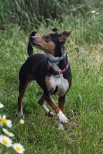 CHISPA, Hund, Bodeguero Andaluz-Mix in Spanien - Bild 7