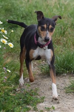 CHISPA, Hund, Bodeguero Andaluz-Mix in Spanien - Bild 8