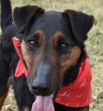 BARRY, Hund, Jagdterrier-Mix in Ungarn - Bild 1