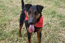 BARRY, Hund, Jagdterrier-Mix in Ungarn - Bild 2