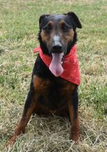 BARRY, Hund, Jagdterrier-Mix in Ungarn - Bild 3