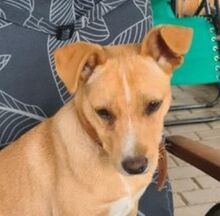 JERRY, Hund, Mischlingshund in Slowakische Republik - Bild 1