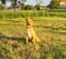 JERRY, Hund, Mischlingshund in Slowakische Republik - Bild 2