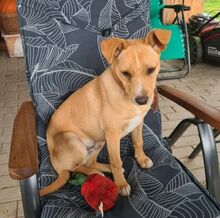 JERRY, Hund, Mischlingshund in Slowakische Republik - Bild 3