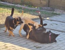 JERRY, Hund, Mischlingshund in Slowakische Republik - Bild 4