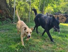 JERRY, Hund, Mischlingshund in Slowakische Republik - Bild 6