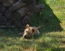 JERRY, Hund, Mischlingshund in Slowakische Republik - Bild 7