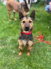 CHESSA, Hund, Mischlingshund in Bad Harzburg - Bild 1