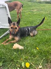 CHESSA, Hund, Mischlingshund in Bad Harzburg - Bild 2