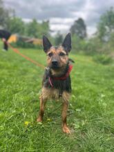 CHESSA, Hund, Mischlingshund in Bad Harzburg - Bild 3