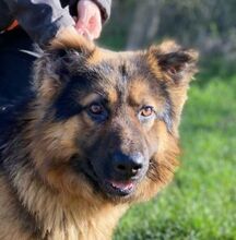 TIBO, Hund, Deutscher Schäferhund-Mix in Slowakische Republik - Bild 1