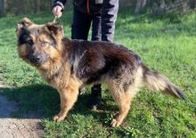 TIBO, Hund, Deutscher Schäferhund-Mix in Slowakische Republik - Bild 2
