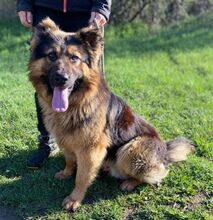 TIBO, Hund, Deutscher Schäferhund-Mix in Slowakische Republik - Bild 3