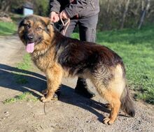 TIBO, Hund, Deutscher Schäferhund-Mix in Slowakische Republik - Bild 4