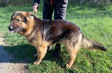 TIBO, Hund, Deutscher Schäferhund-Mix in Slowakische Republik - Bild 5