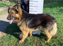 TIBO, Hund, Deutscher Schäferhund-Mix in Slowakische Republik - Bild 6