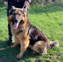 TIBO, Hund, Deutscher Schäferhund-Mix in Slowakische Republik - Bild 7