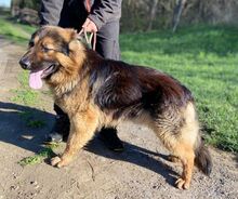 TIBO, Hund, Deutscher Schäferhund-Mix in Slowakische Republik - Bild 8