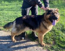 TIBO, Hund, Deutscher Schäferhund-Mix in Slowakische Republik - Bild 9