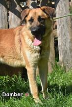 DAMBER, Hund, Deutscher Schäferhund-Mix in Donzdorf - Bild 2