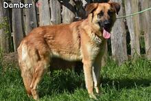 DAMBER, Hund, Deutscher Schäferhund-Mix in Donzdorf - Bild 3