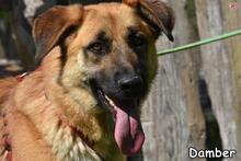 DAMBER, Hund, Deutscher Schäferhund-Mix in Donzdorf - Bild 4