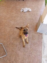 MILO, Hund, Malinois-Mix in Spanien - Bild 1