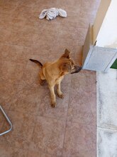 MILO, Hund, Malinois-Mix in Spanien - Bild 2