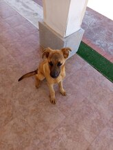 MILO, Hund, Malinois-Mix in Spanien - Bild 4