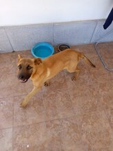 MILO, Hund, Malinois-Mix in Spanien - Bild 5
