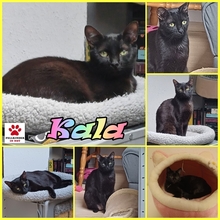KALA, Katze, Europäisch Kurzhaar in Lohr - Bild 1