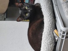 KALA, Katze, Europäisch Kurzhaar in Lohr - Bild 2