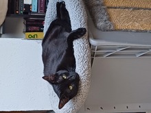 KALA, Katze, Europäisch Kurzhaar in Lohr - Bild 3