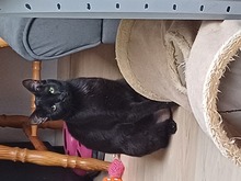 KALA, Katze, Europäisch Kurzhaar in Lohr - Bild 4