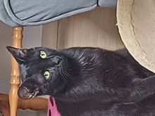 KALA, Katze, Europäisch Kurzhaar in Lohr - Bild 5