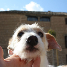 RONI, Hund, Mischlingshund in Spanien - Bild 2