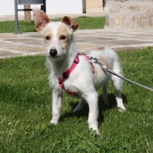 RONI, Hund, Mischlingshund in Spanien - Bild 3