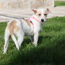 RONI, Hund, Mischlingshund in Spanien - Bild 4
