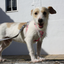 RONI, Hund, Mischlingshund in Spanien - Bild 5