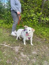DAFI, Hund, Mischlingshund in Polen - Bild 1