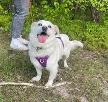 DAFI, Hund, Mischlingshund in Polen - Bild 2