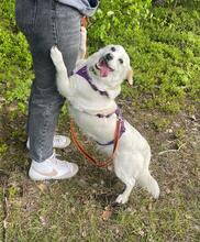 DAFI, Hund, Mischlingshund in Polen - Bild 3