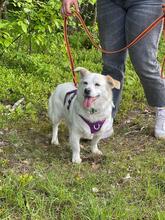 DAFI, Hund, Mischlingshund in Polen - Bild 4